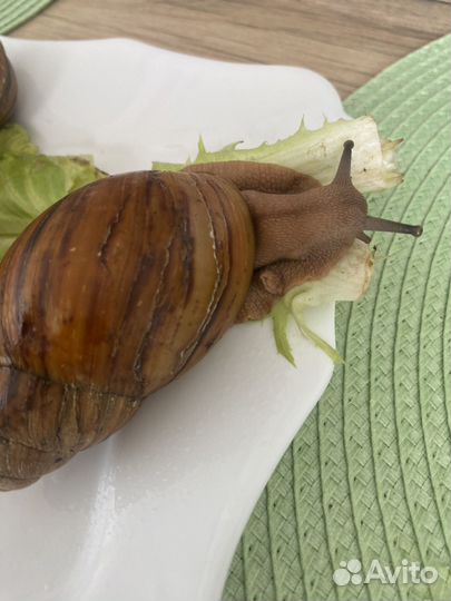 Улитки Архахатины