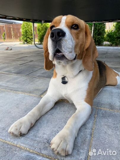 Бигль вязка