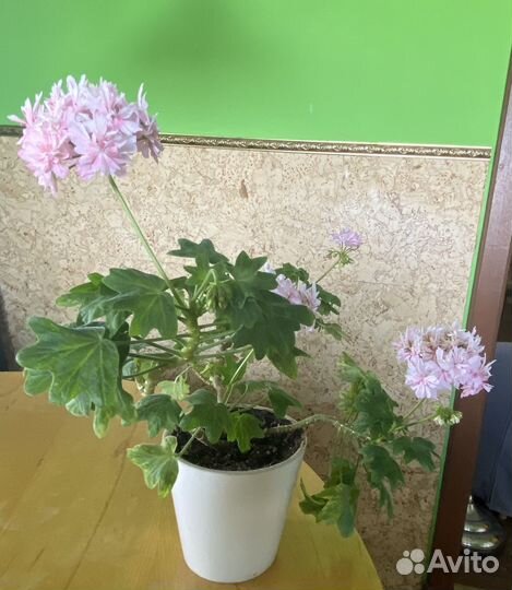 Герань, пеларгония сортовая