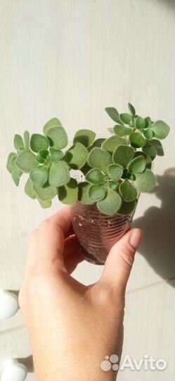 Аихризон дерево любви