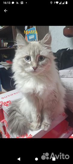 Невские Маскарадные кошки