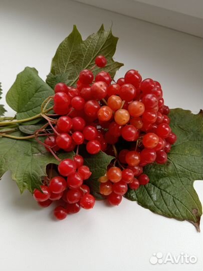 Калина, ягодка, варенье из лесной малинки