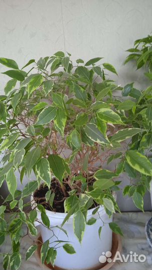 Фикус бенджамина