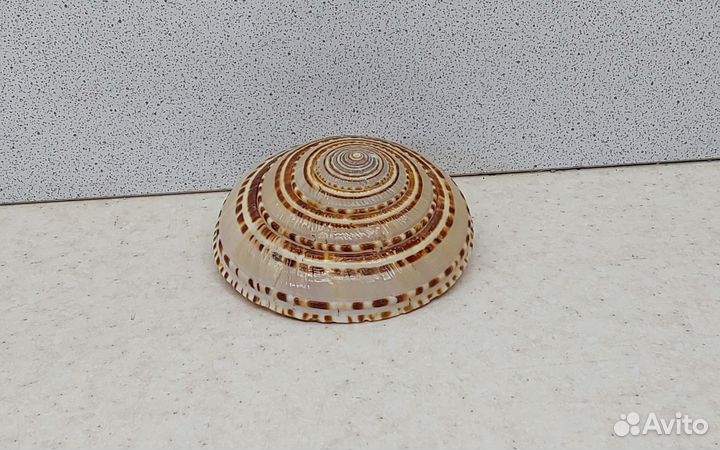 Архитектоника Макулата 7,1 морская ракушка