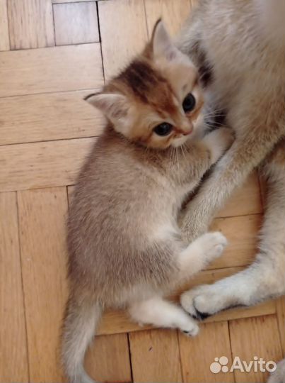 Британская золотая шиншилла котята