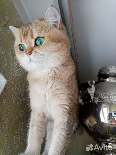 Кот шотландский золотой на вязку