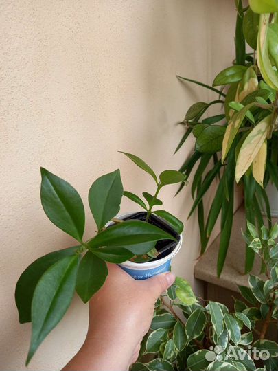 Эсхинантус