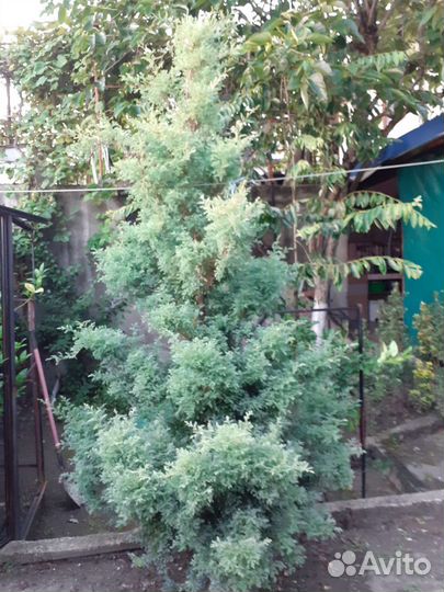 Кипарисовий елка