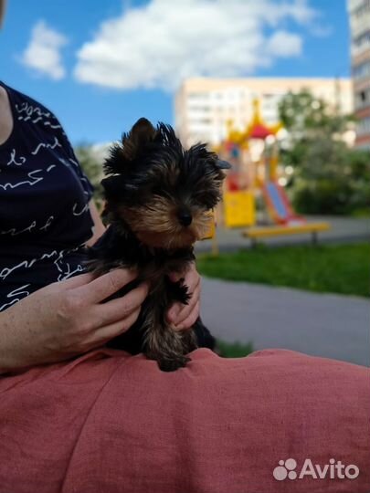 Йоркширский терьер щенки