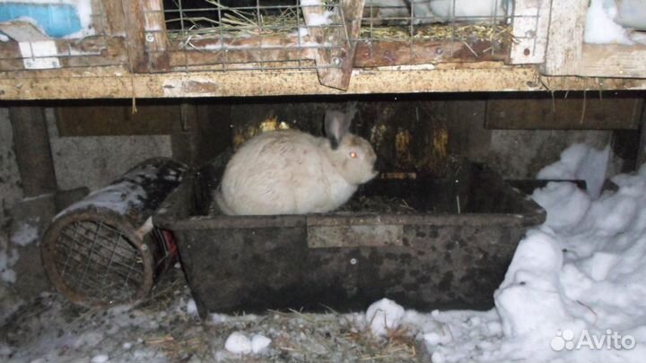 Кролик самец