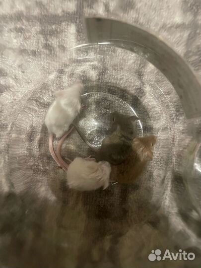 Декоративные цветные мышки