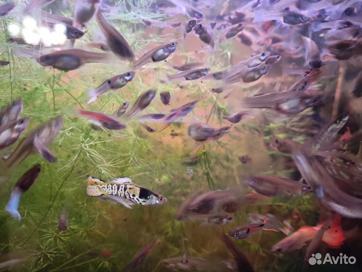 Рыбки гуппи