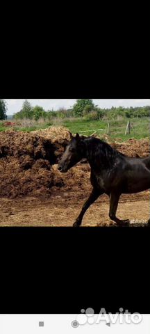 Конский навоз в мешках