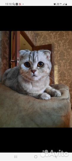 Шотландская