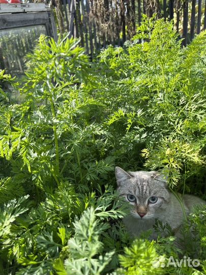 Кот для вязки