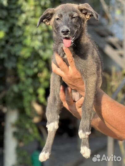 Щенок лисичка ищет дом