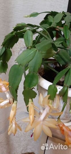 Декабрист шлюмбергера сортовые