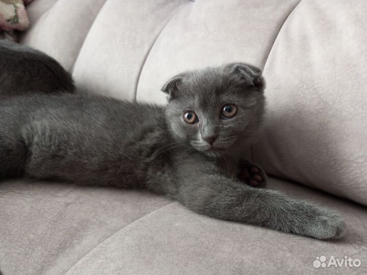 Шотландская вислоухая