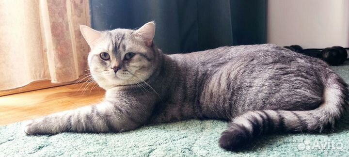 Кот скоттиш-страйт (вязка)