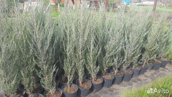 Можжевельник скальный Blue Arrow