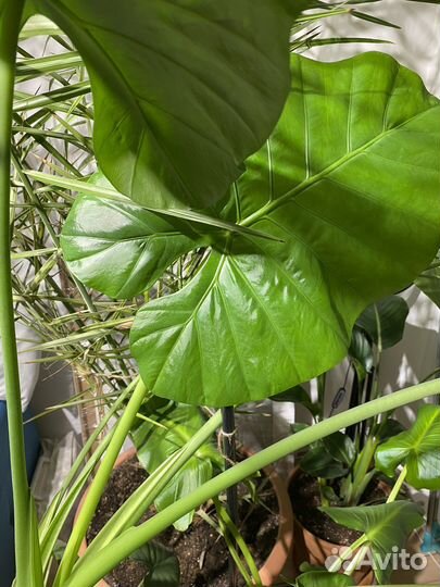Алоказия крупноклубневая 40 см