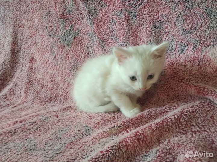 Ангорские котята