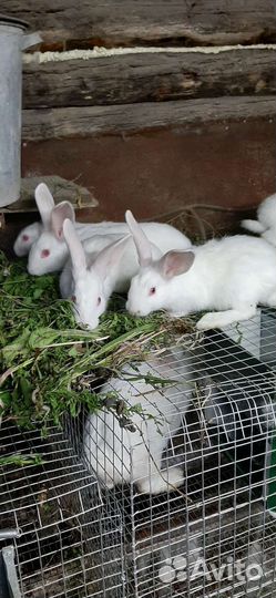 Кролики белый панон. Мясо крольчатина