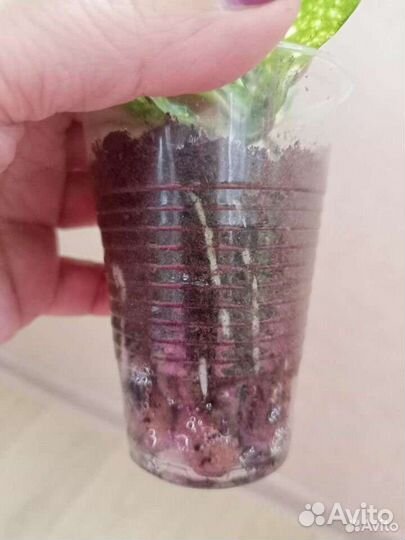 Голден Кинг, Сциндапсус