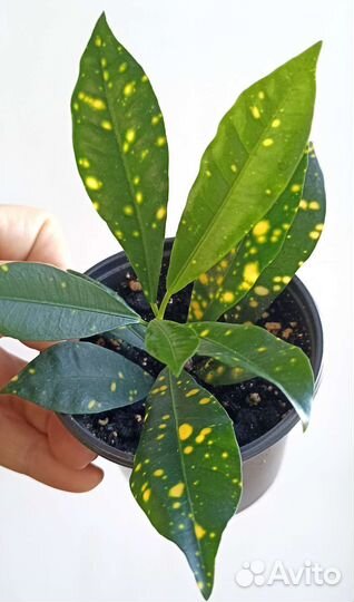 Кротон Аукуба Комнатные растения Цветы