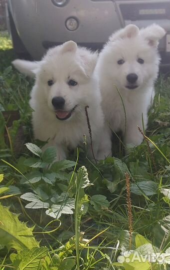 Щенки Белой швейцарской овчарки (бшо)