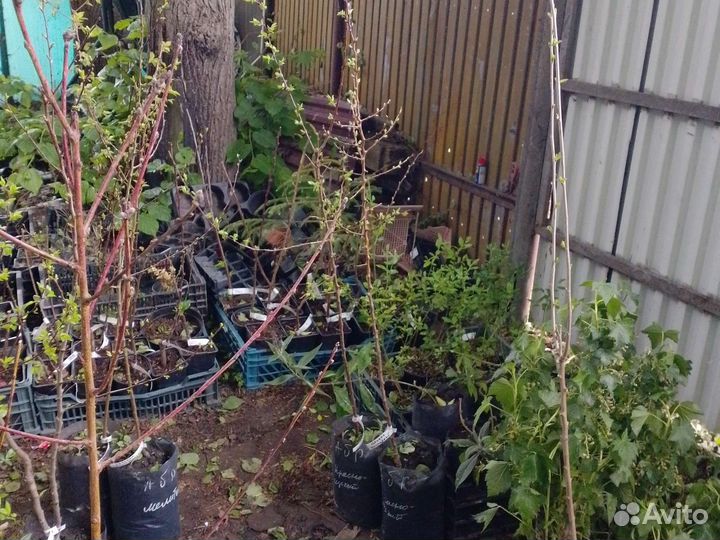 Абрикос Мелитопольский зкс 2 года