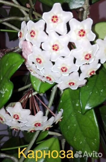 Хойи сортовые