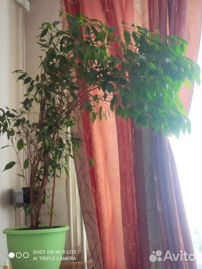 Фикус бенджамина большой