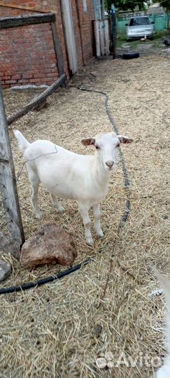 Зааненские козочки от высокоудойных коз