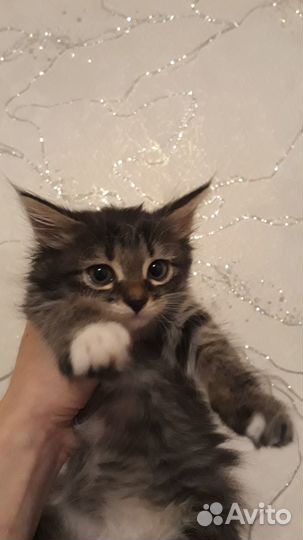 Котята в добрые руки бесплатно