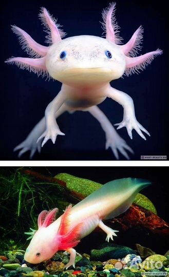 Аксолотль игрушка