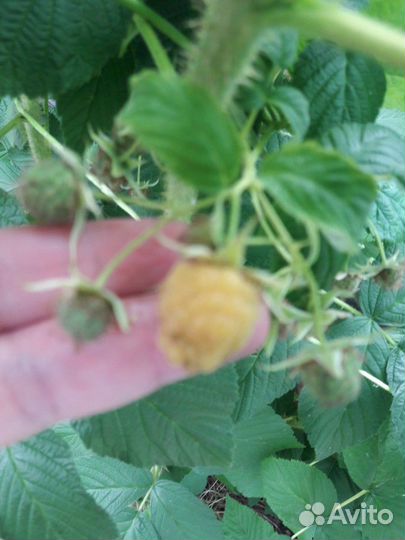 Саженцы малины