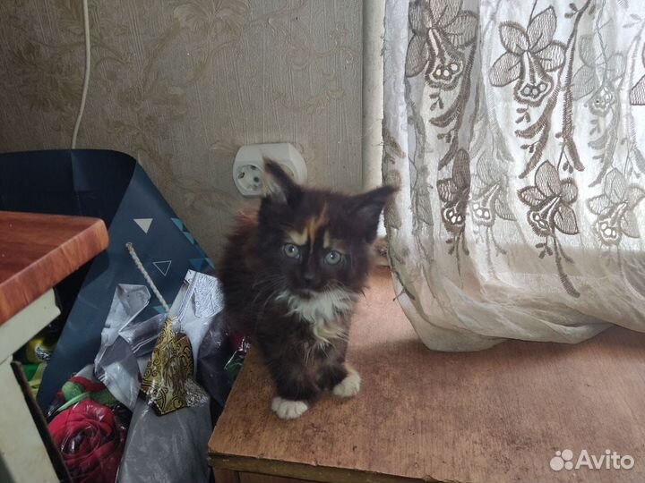 Котята мейн-кун
