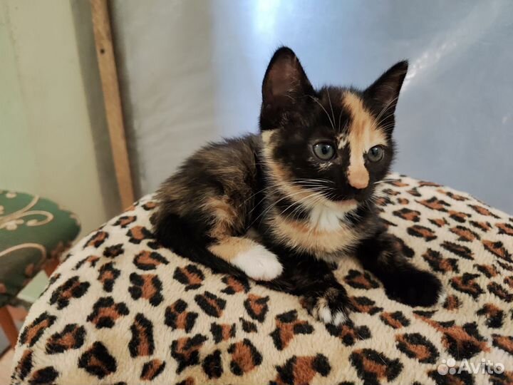 Трехшерстные котята