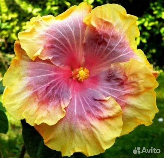 Сортовые гибискусы