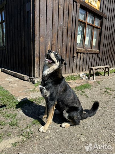 Собака в добрые руки отдам бесплатно