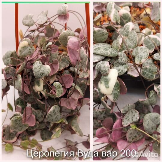 Суккуленты черенки и детки