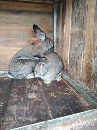 Кролики фландер