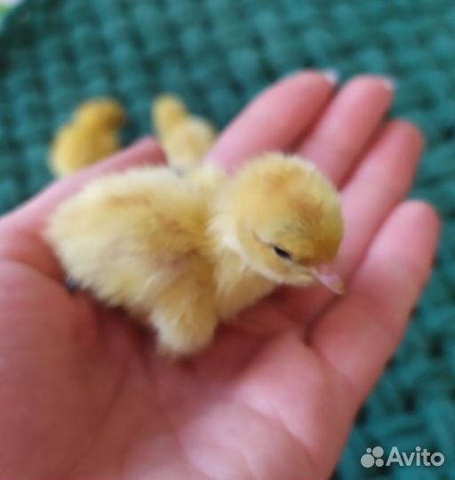 Яйца перепелиные инкубационное