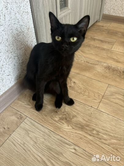 Найдена кошка