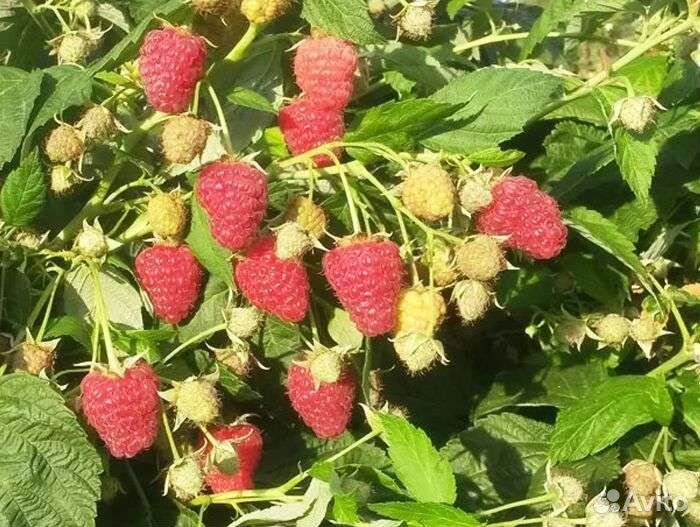 Ремонтантная малина оранжевая чудо