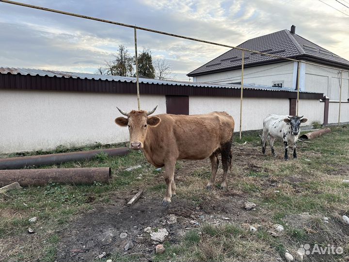 Бычки и телки