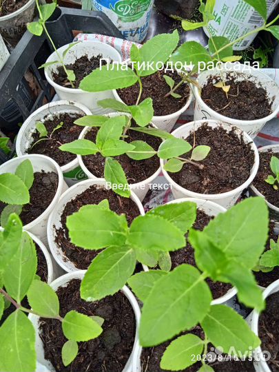 Рассада многолетних цветов