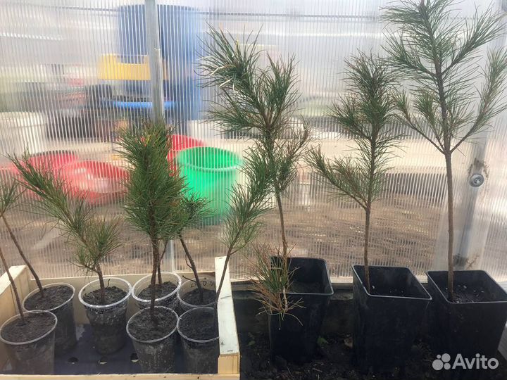 Продаю саженцы кедра