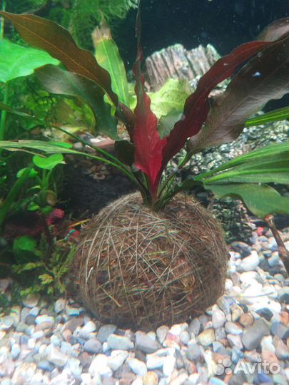 Растения для аквариума